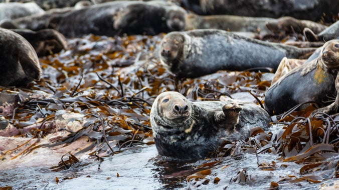 Grey seals on the Farne Islands, Northumberland